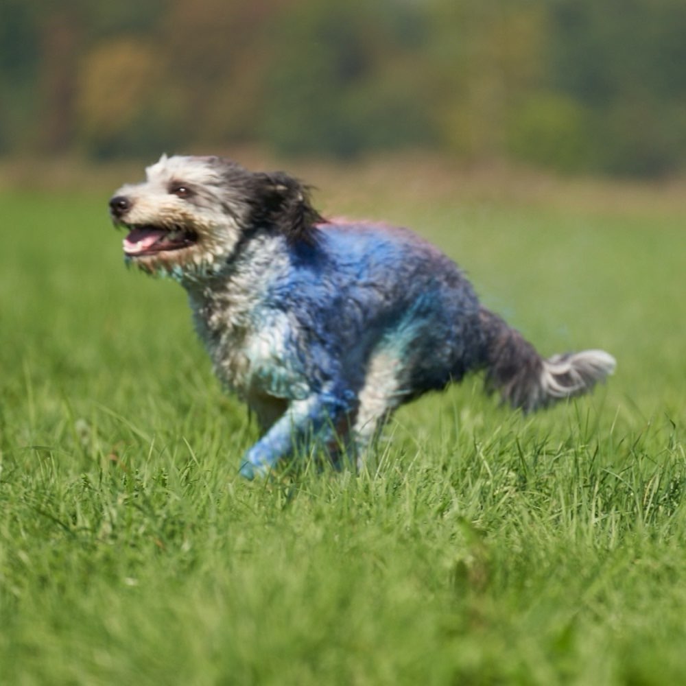 Hundetreffen-Gemeinsame Gassirunde mit spielen lassen-Profilbild