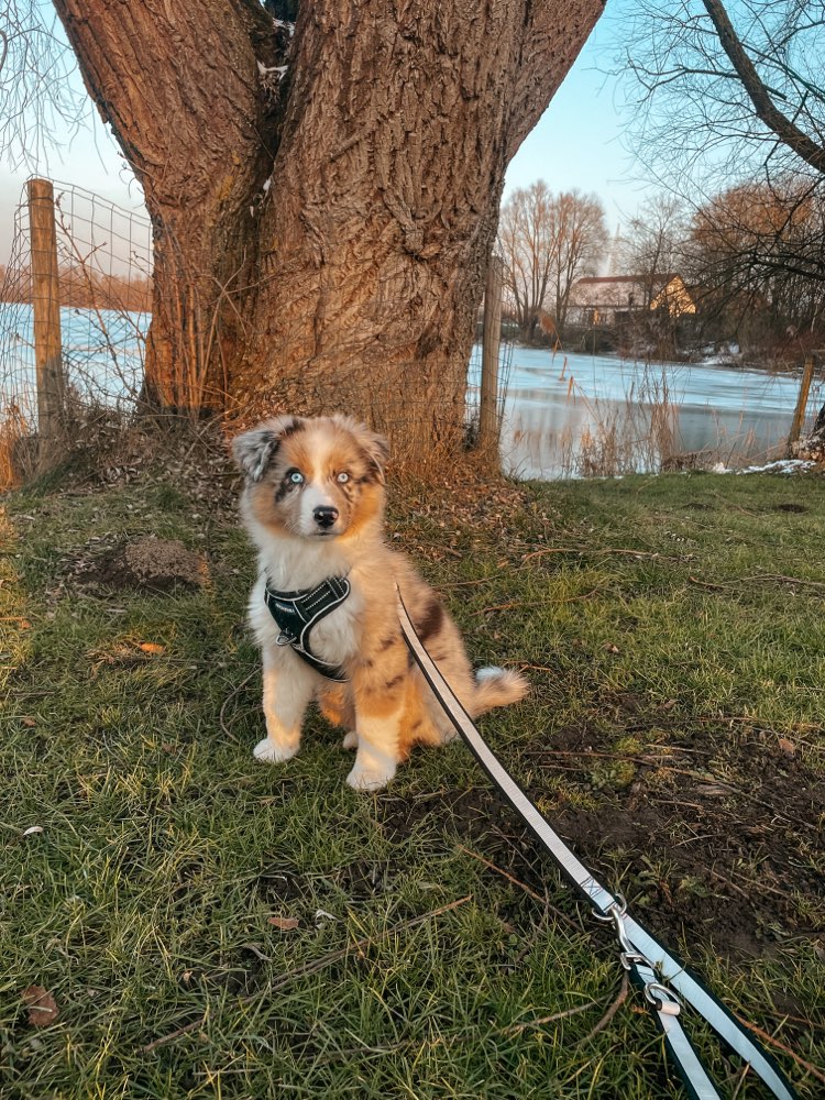 Hundetreffen-Welpentreffen in Ludwigsfeld-Profilbild