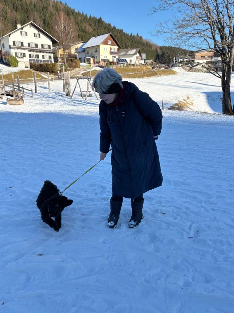 Hundetreffen-Pudeltreffen in 1210 wien-Profilbild