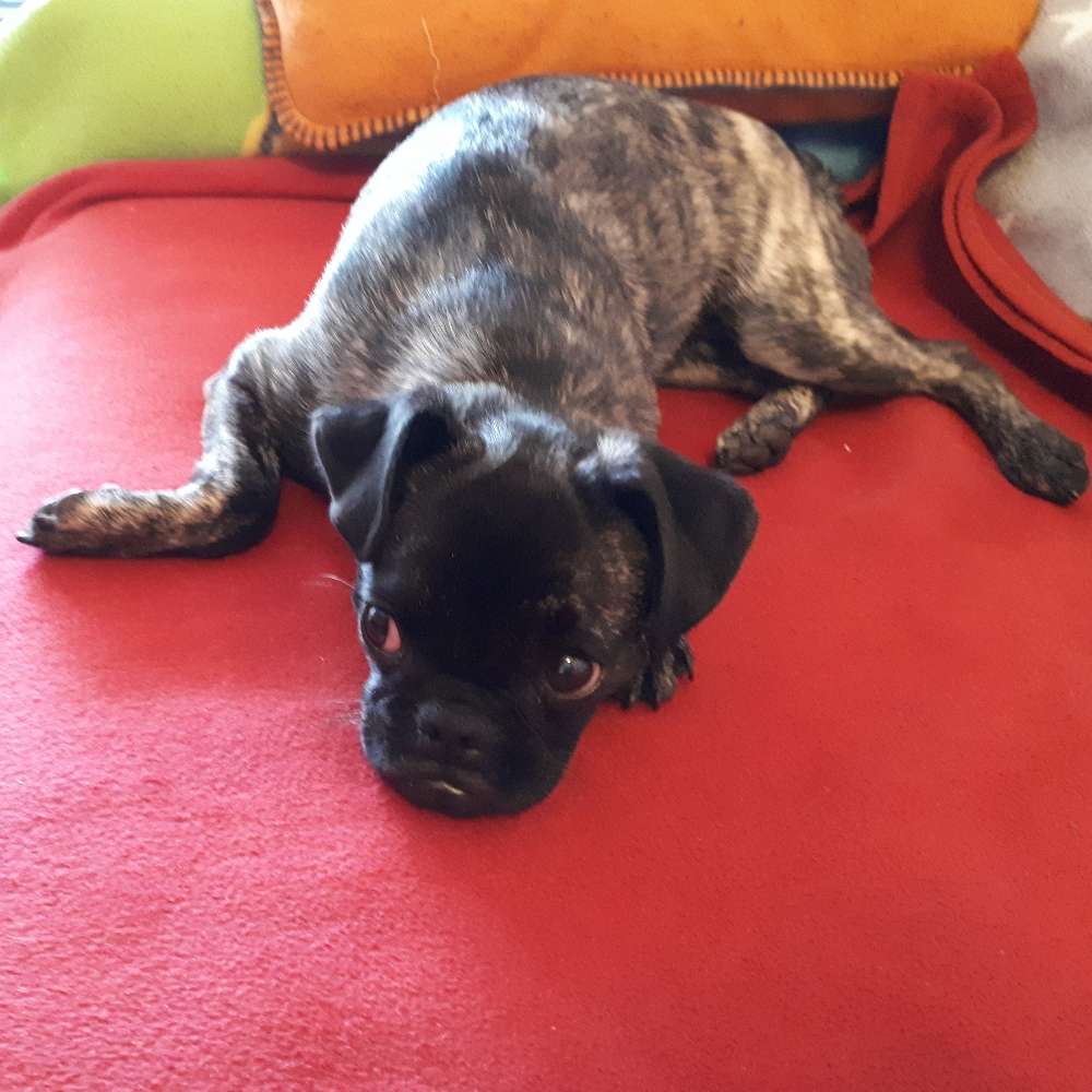 Hundetreffen-Mopstreffen-Profilbild