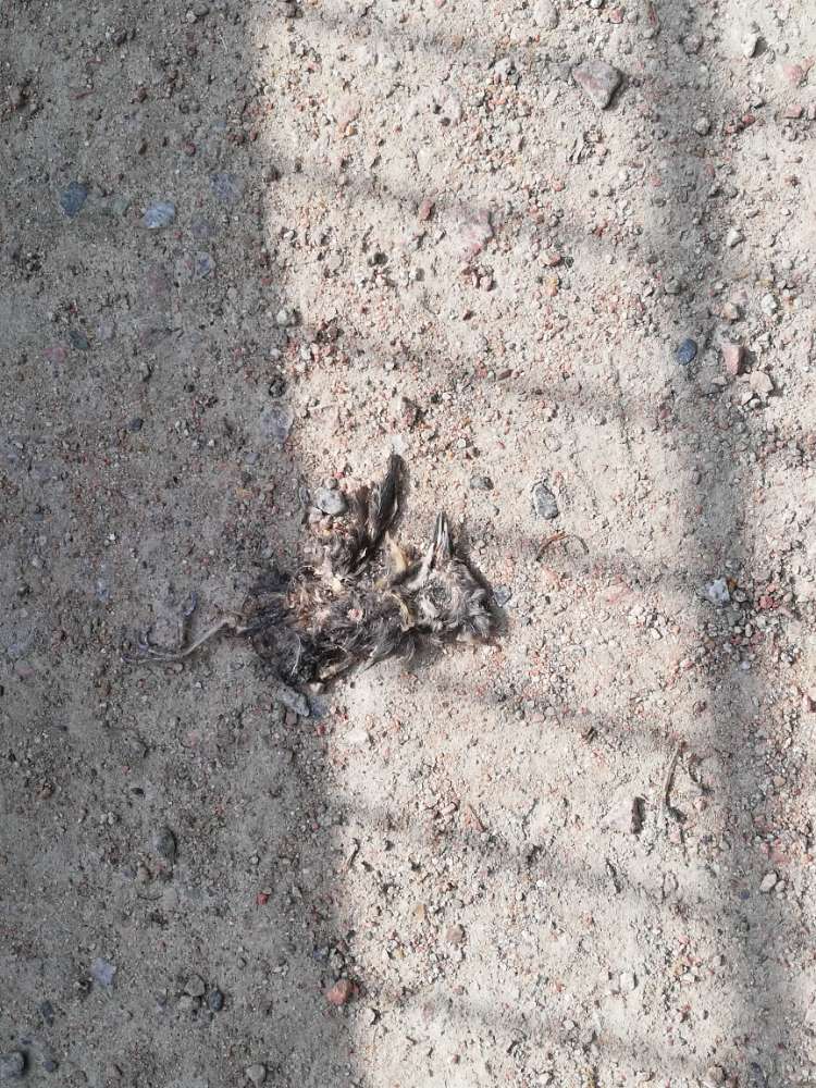 Giftköder-Tierkadaver-Profilbild