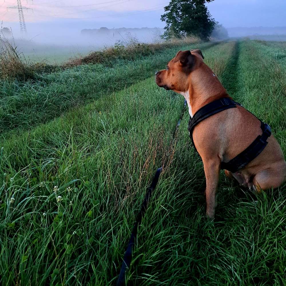 Hundetreffen-Social walk, Abstandsspaziergänge-Profilbild