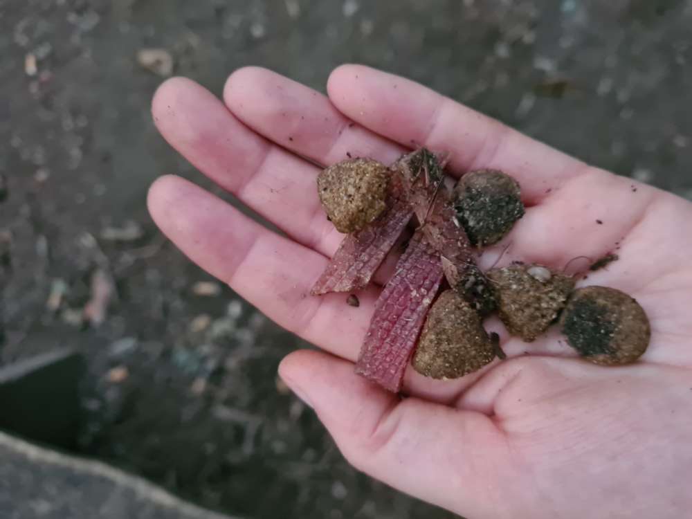 Giftköder-Dutzende Leckerlis im Marienwerder Wald-Profilbild