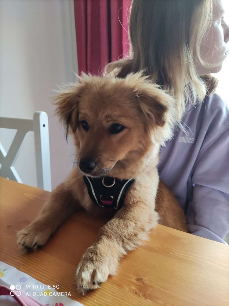 Hundetreffen-Spiel und Spass-Profilbild