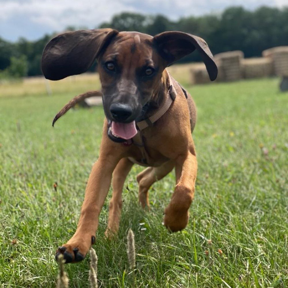 Hundetreffen-Ida ( 6 Monate ) sucht neue Freunde (:-Profilbild