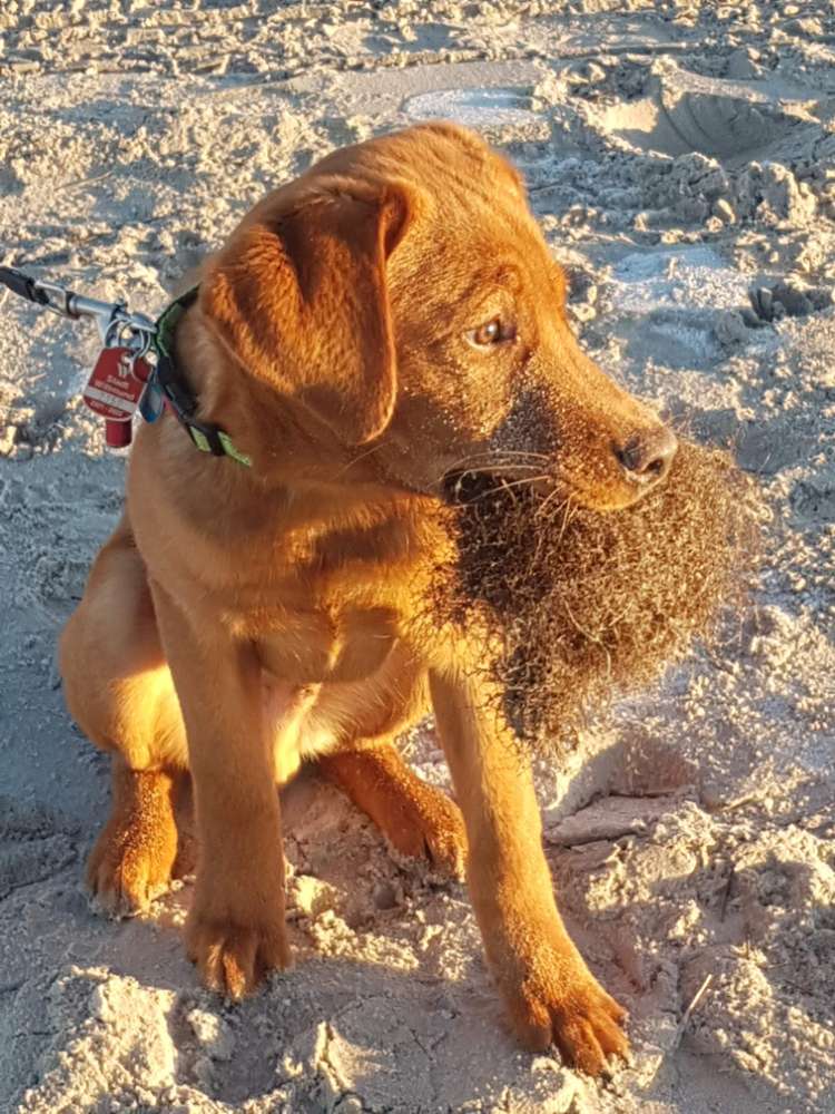 Hundetreffen-Eeco  braucht Kontakt.Er spielt und tobt gerne-Profilbild