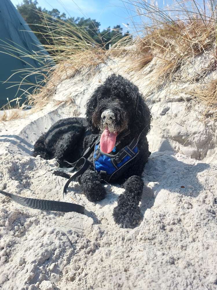 Hundetreffen-Spielfreude am Obersee/Orankesee gesucht-Profilbild