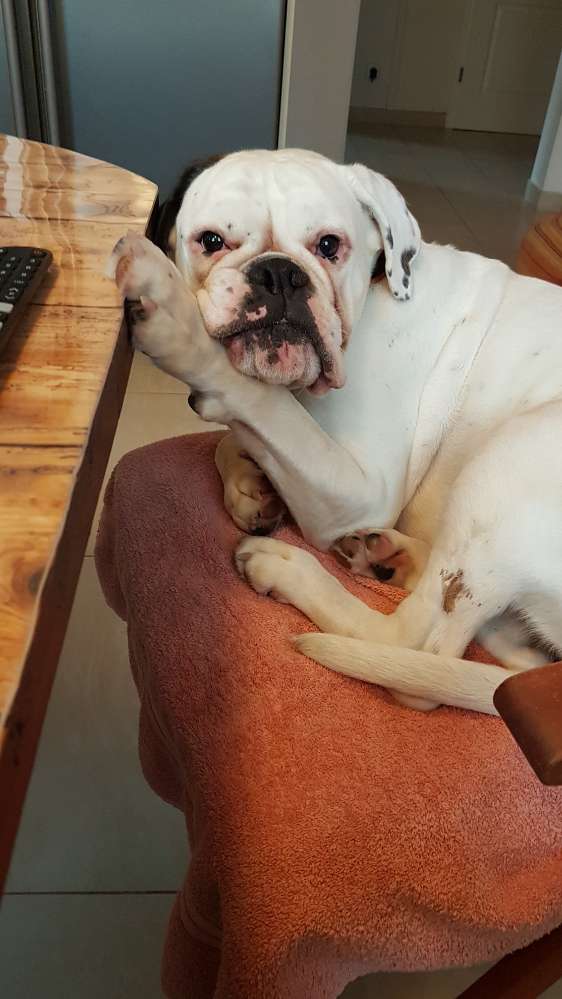 Hundetreffen-Hundetraining-Profilbild