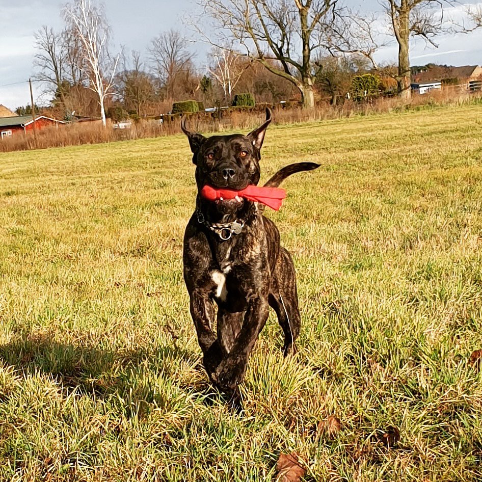 Hundetreffen-Spieletreff 🐾-Profilbild
