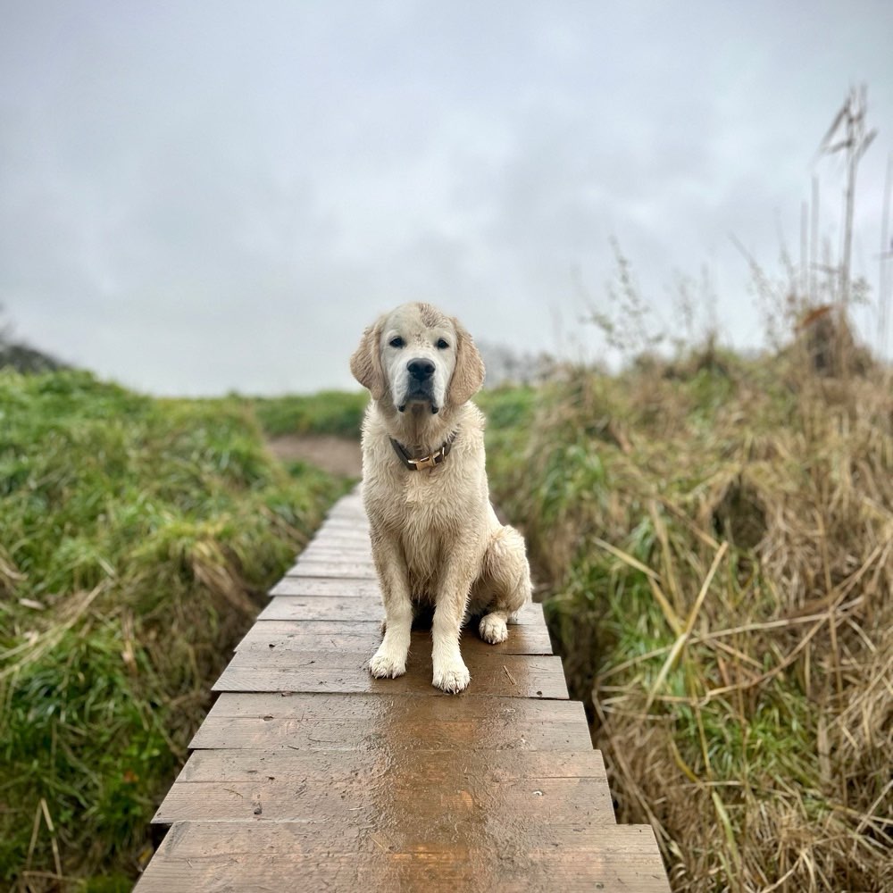 Hundetreffen-Spiel und Spaß 🌳 🌲 🎾 🐶-Profilbild