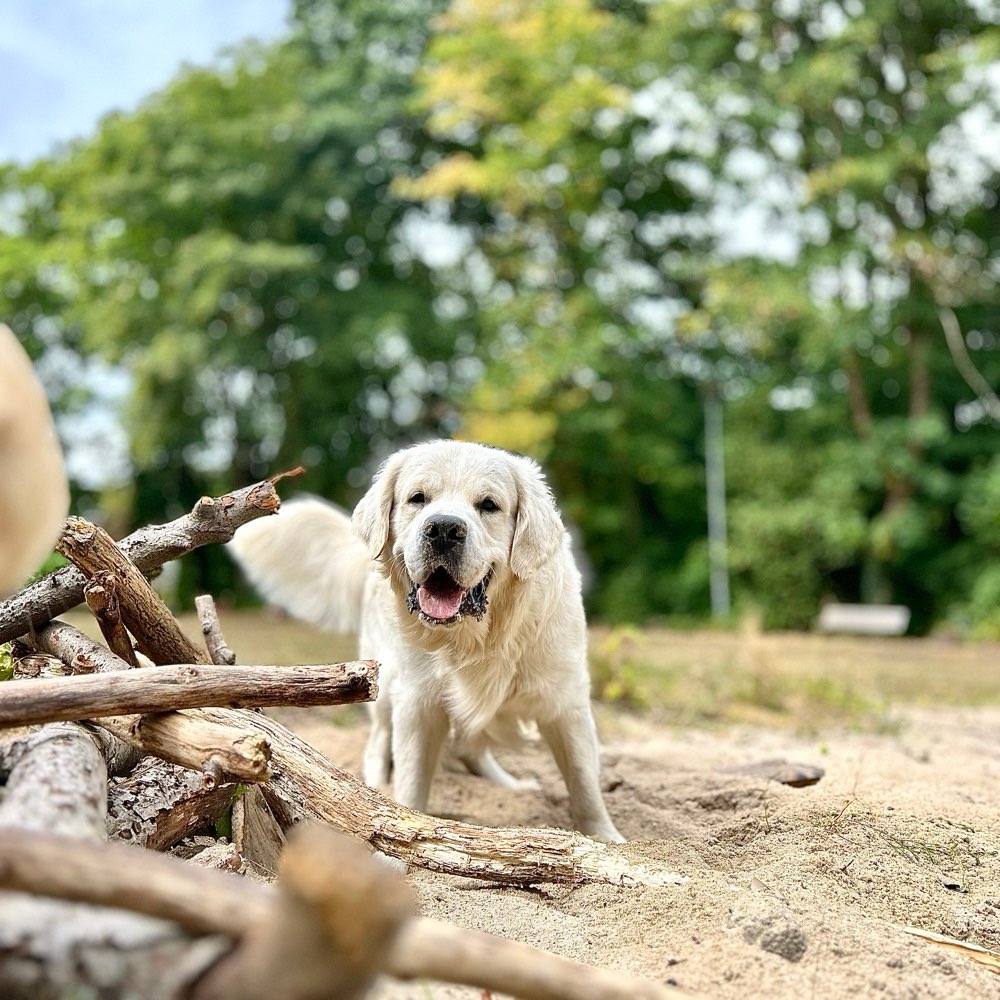 Hundetreffen-Spiel und Spaß 🌳 🌲 🎾 🐶-Profilbild