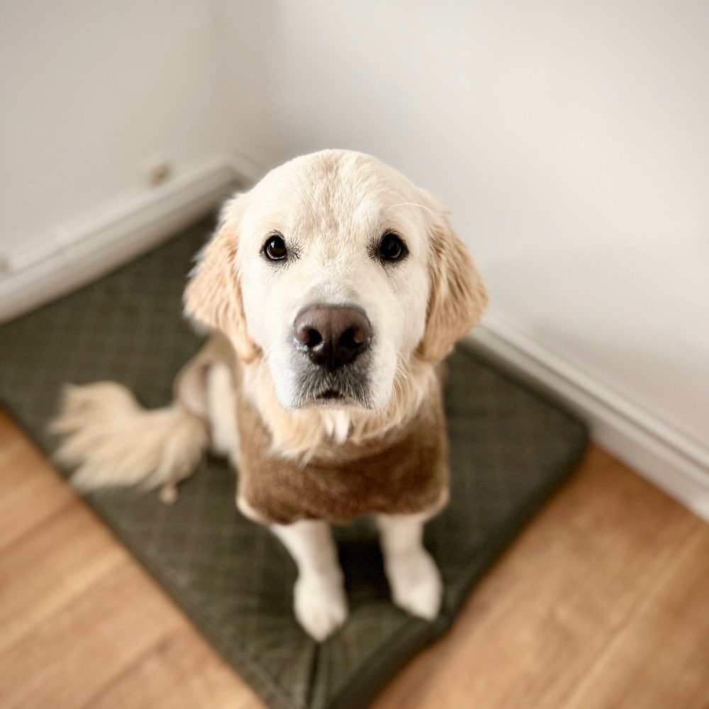 Hundetreffen-Spiel und Spaß 🌳 🌲 🎾 🐶-Profilbild