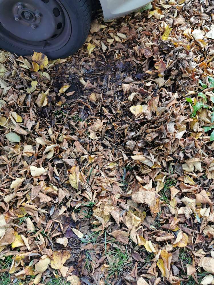 Giftköder-Leckerlies und Wurst im Laub-Profilbild