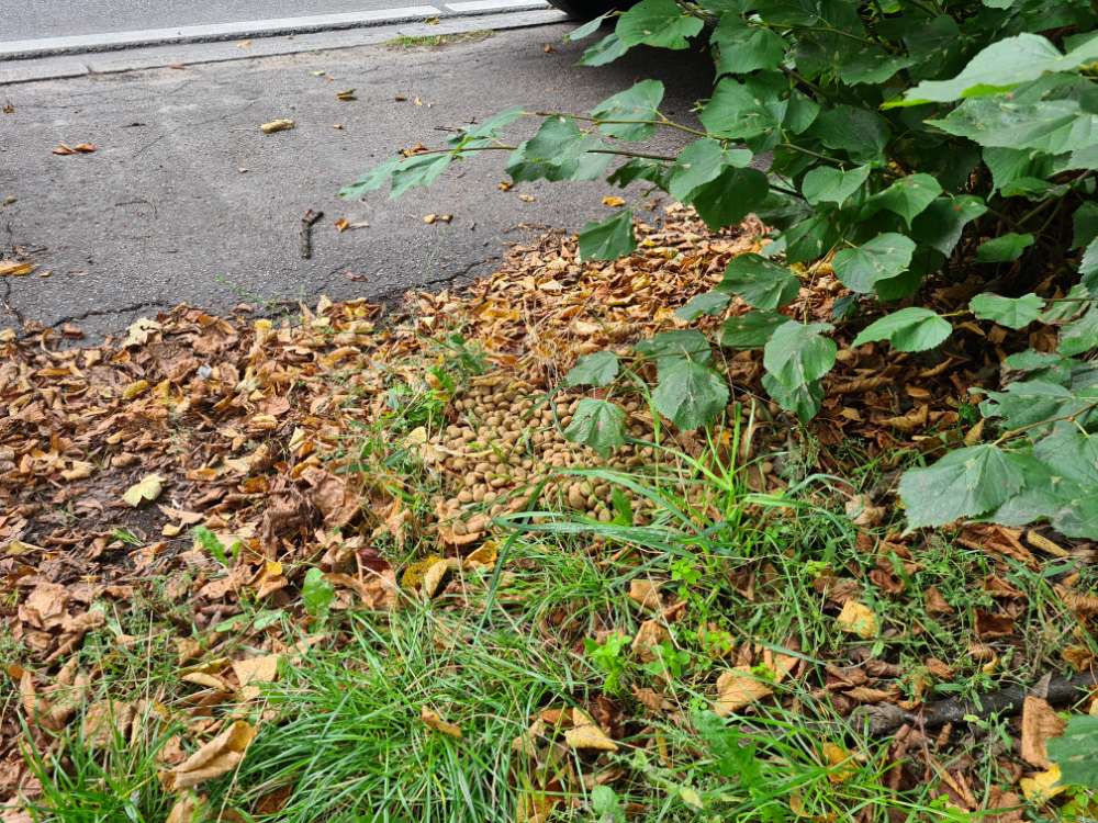 Giftköder-Futter im Grünstreifen-Profilbild