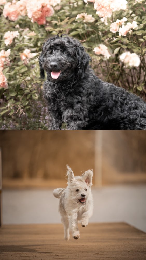 Hundetreffen-Sozialisierungs Training-Profilbild