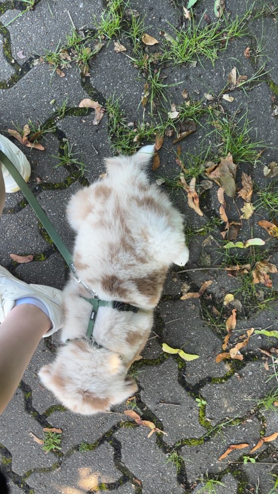 Hundetreffen-Gassirunde in Garbsen und/ oder Berenbostel-Profilbild