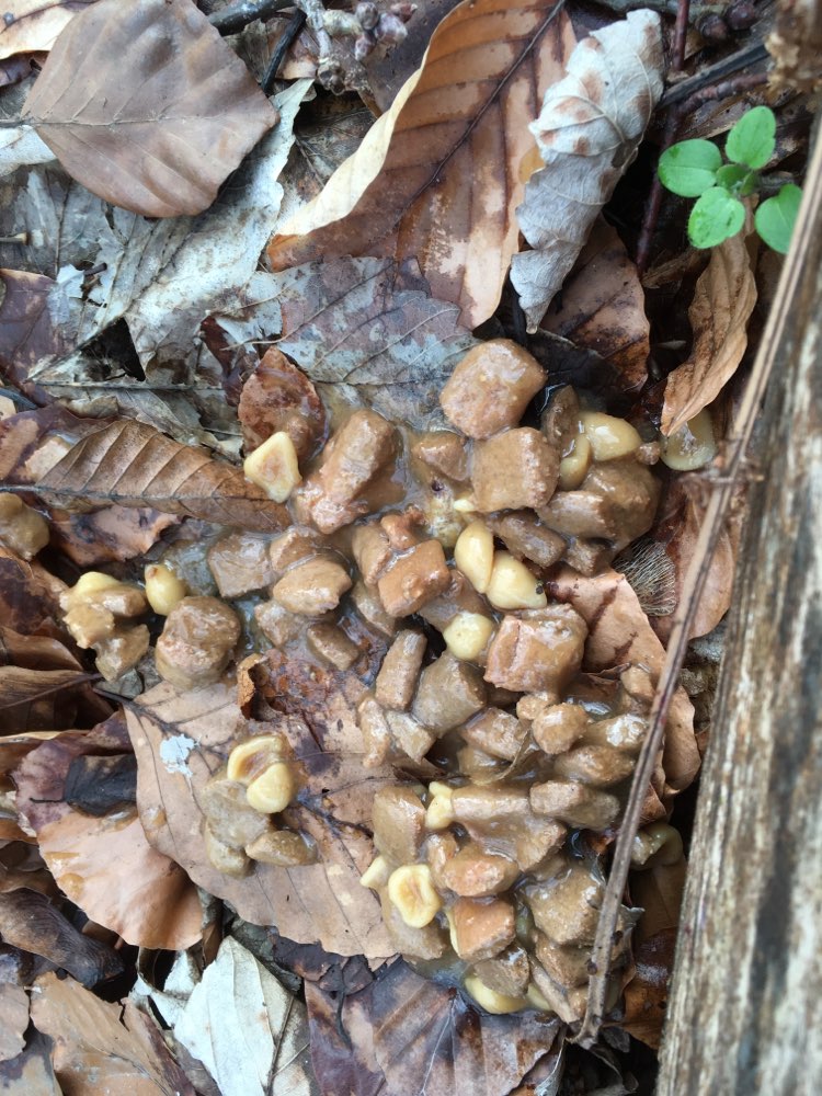 Giftköder-Achtung!-Profilbild