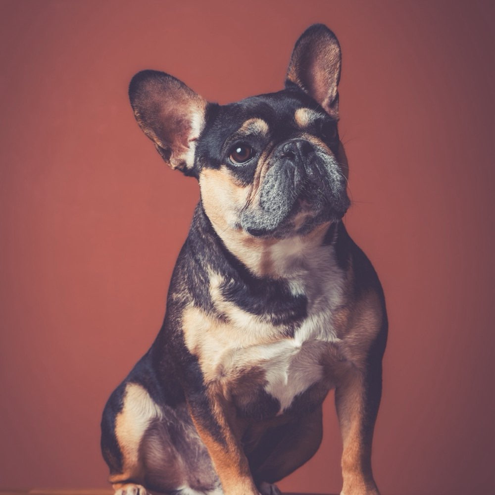 Hundetreffen-Spazieren und Spielen ☺️-Profilbild