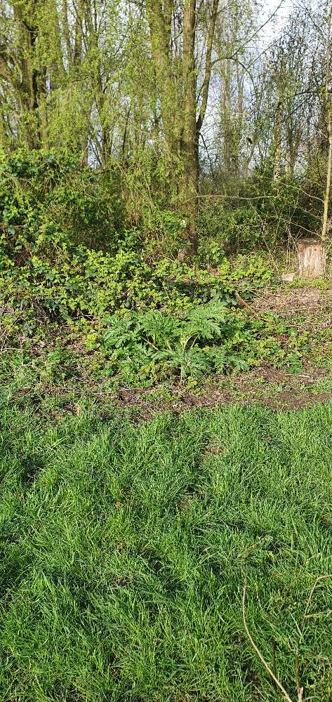 Giftköder-Eventuell Bärenklau-Profilbild