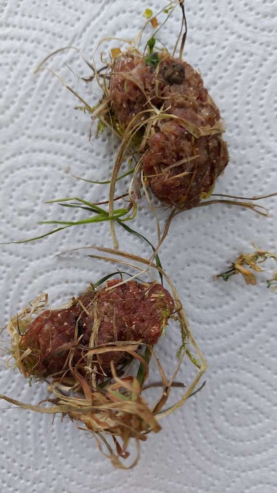 Giftköder-Hackfleisch-Profilbild