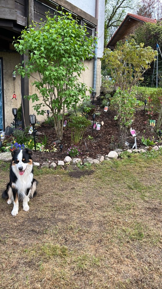 Hundetreffen-Gassirunde und Spielen-Profilbild