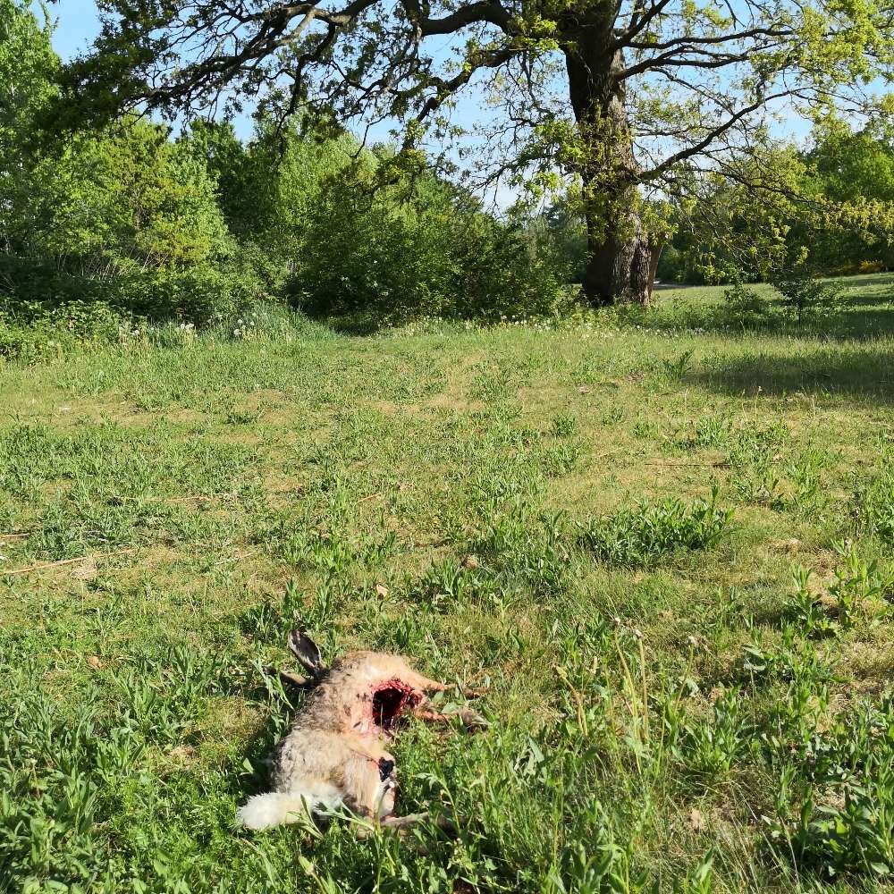 Giftköder-Hasenkadaver!!!-Profilbild