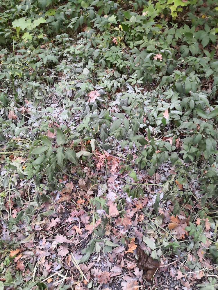 Giftköder-Blaues unbekanntes Pulver - Ödenweg-Profilbild