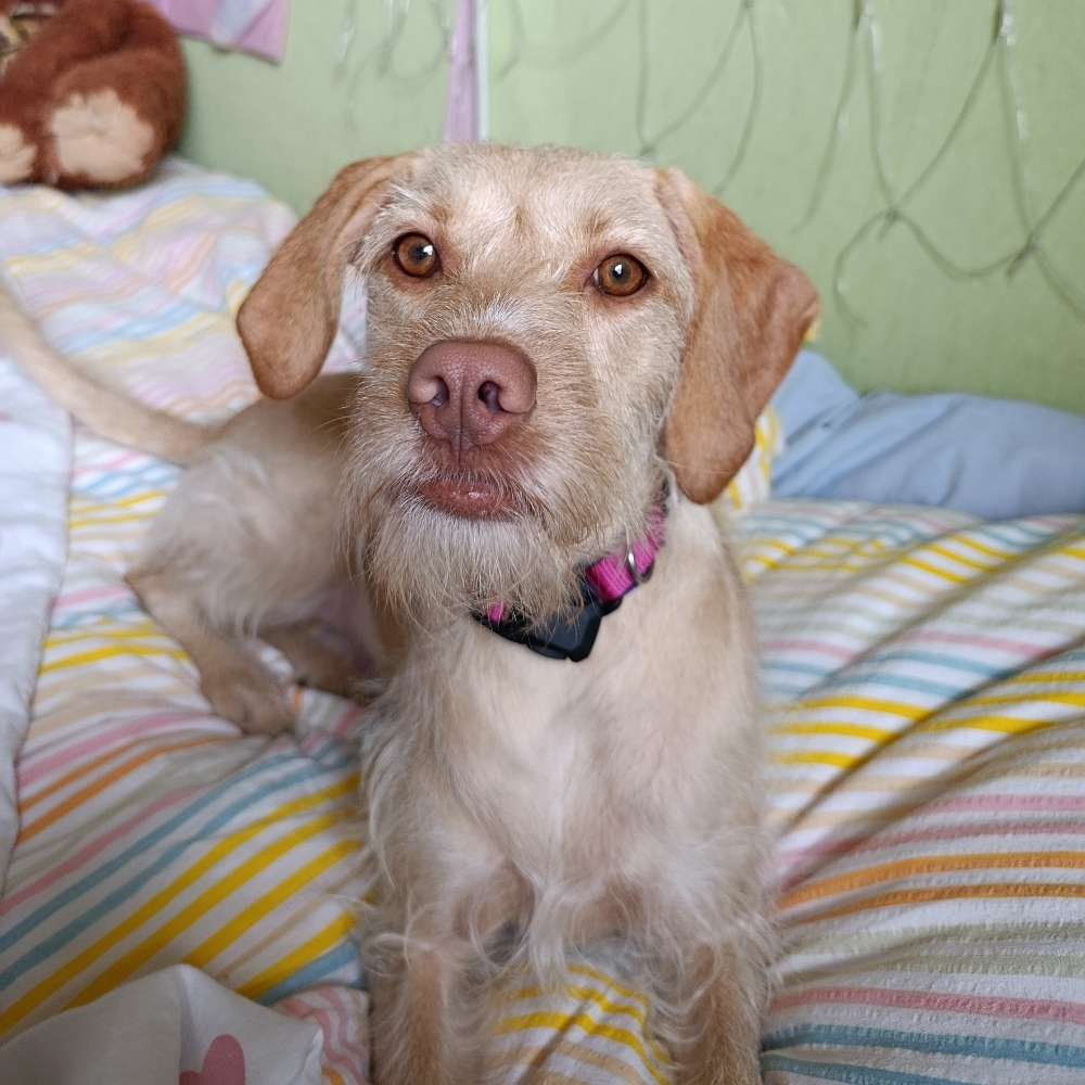 Hundetreffen-Social Walk-Profilbild