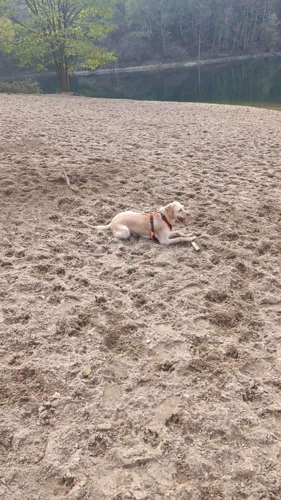 Hundetreffen-Spiel und Spaß am Waldsee-Profilbild