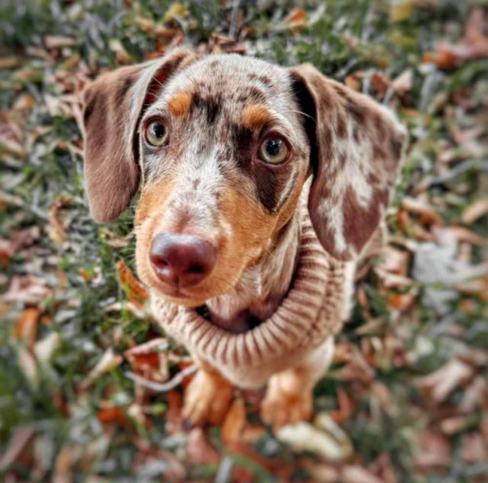 Hundetreffen-Welpentreff mit Dackel Heidi-Profilbild