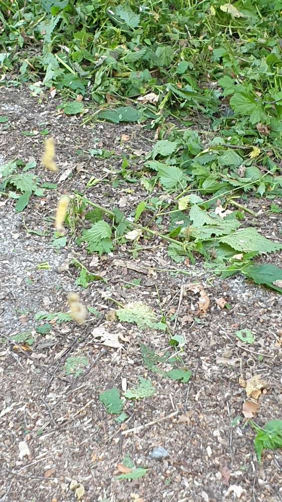 Giftköder-Eichenprozessionsspinner-Profilbild