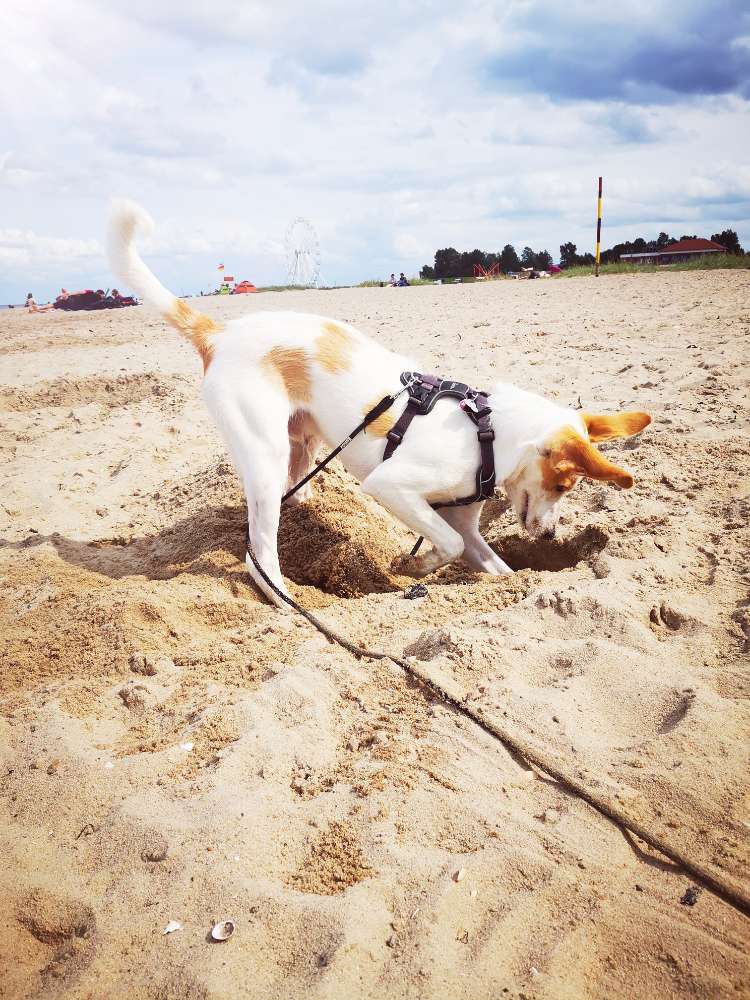 Hundetreffen-Treffen auf Hundewiese in Olfen-Profilbild