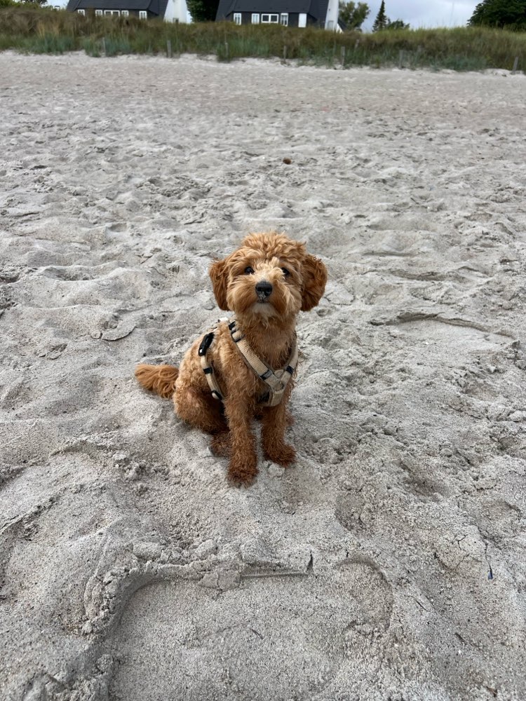 Hundetreffen-Toben und Spielen-Profilbild