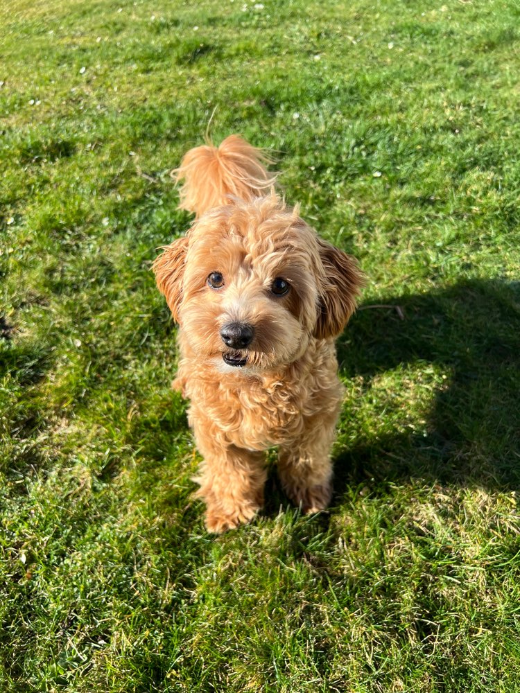 Hundetreffen-Hundekumpel/ine gesucht 🌸☀️-Profilbild