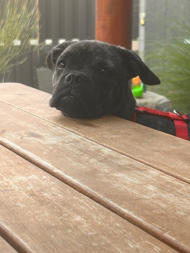 Hundetreffen-Welpen und Junghunde treffen-Profilbild