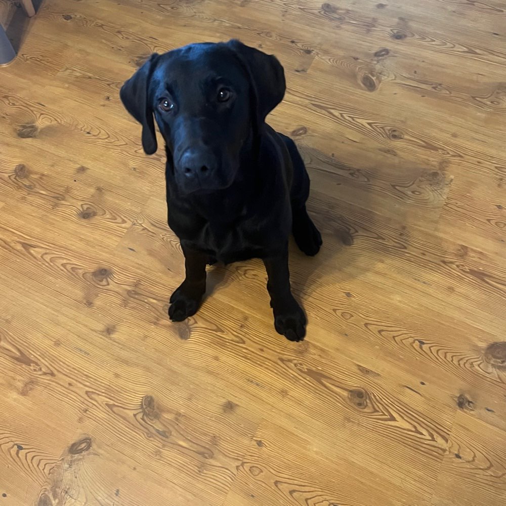 Hundetreffen-Spielkameraden gesucht-Profilbild