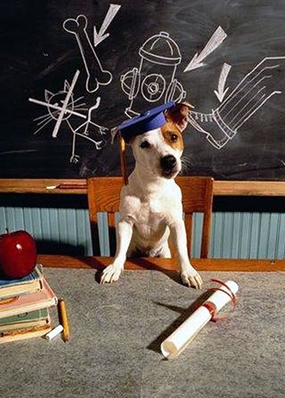 Hundetreffen-Social Walk-Profilbild