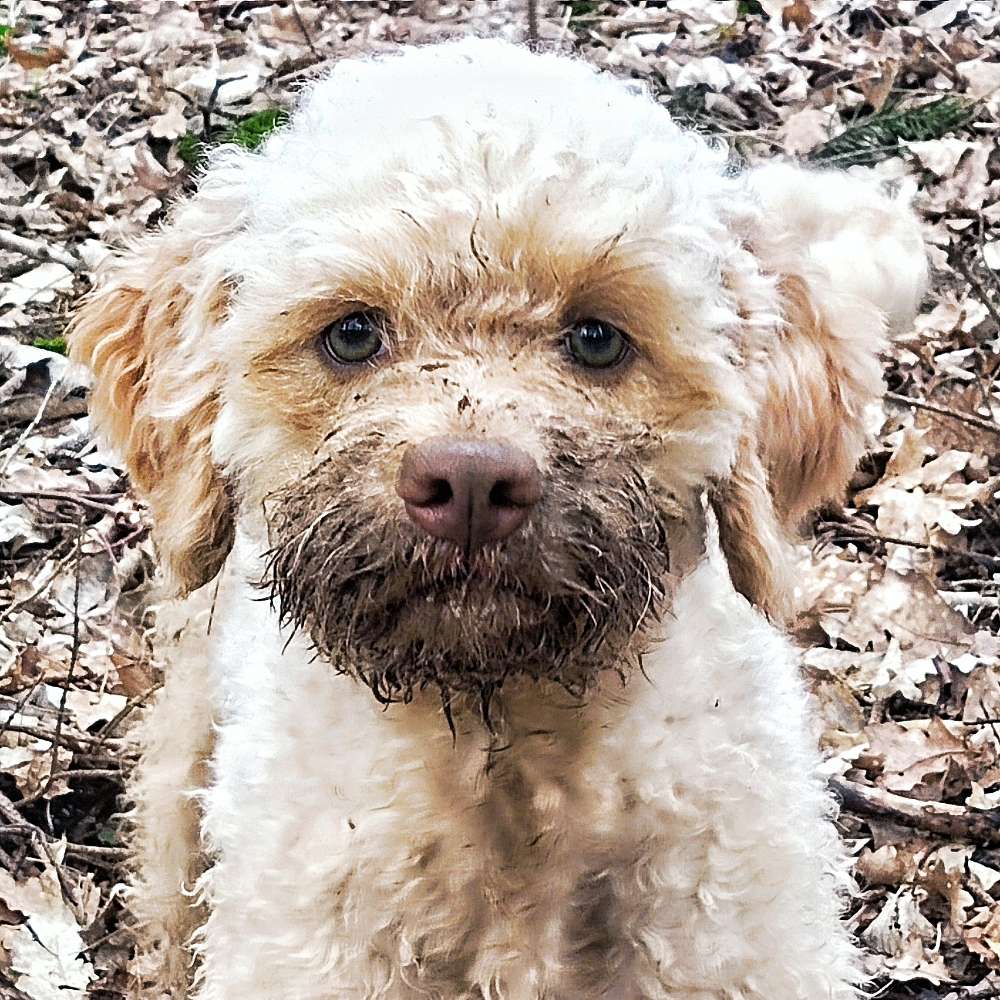 Hundetreffen-Gassirunden im Zauberwald-Profilbild