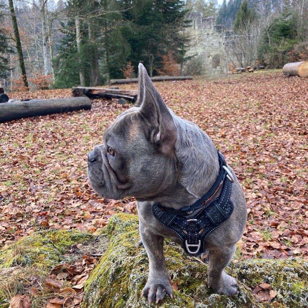 Hundetreffen-Spaziergspändli-Profilbild