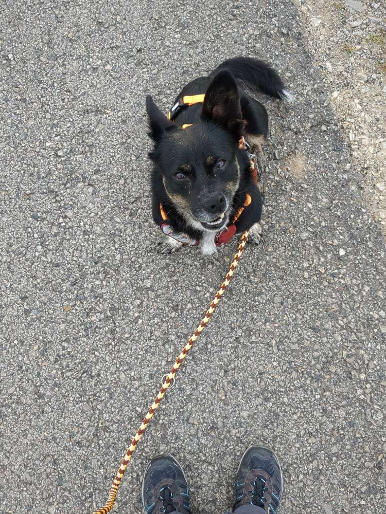 Hundetreffen-Gassirunde-Profilbild