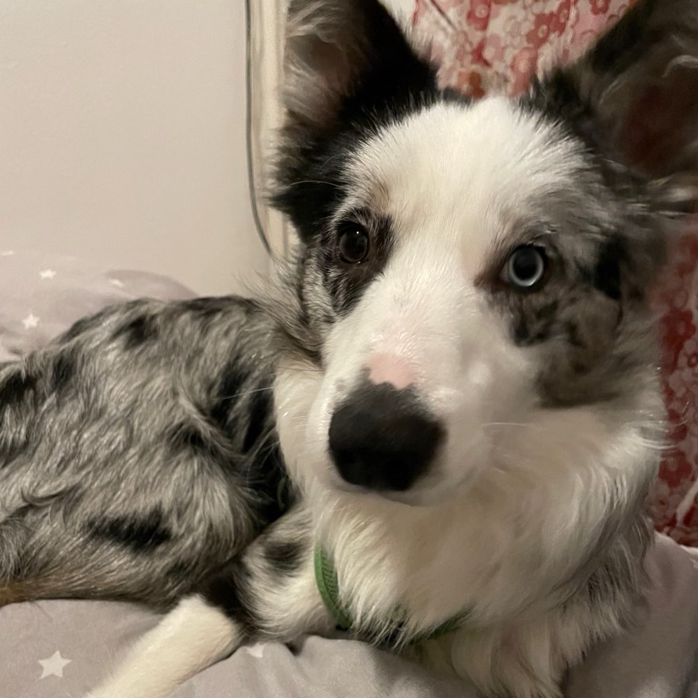 Hundetreffen-Junghund Spielrunden-Profilbild