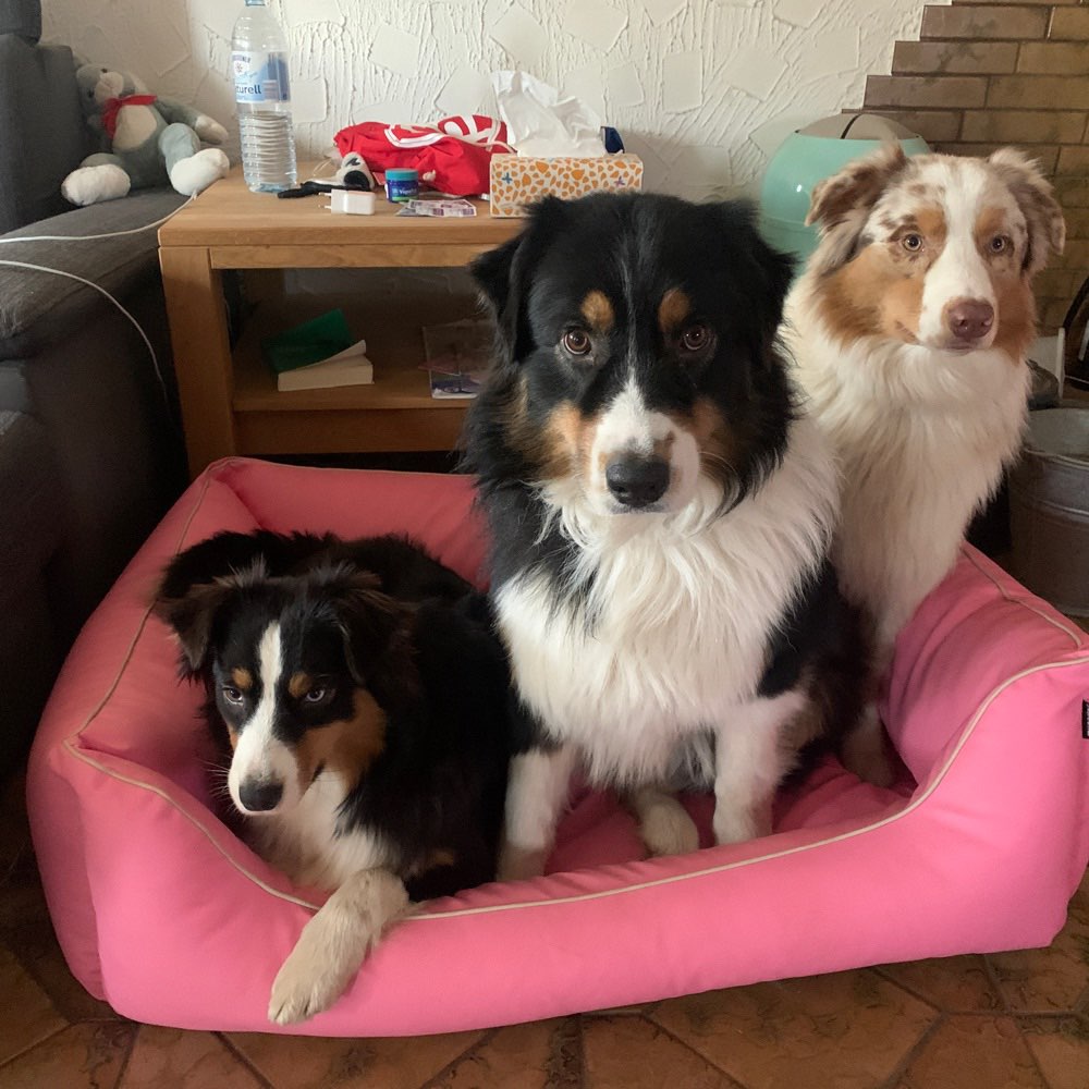 Hundetreffen-Hundefreunde gesucht im/um Westerwald-Profilbild