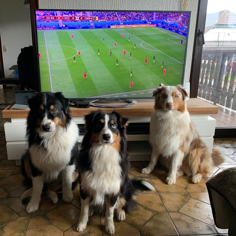 Hundetreffen-BIETE: Hundesitting-Profilbild