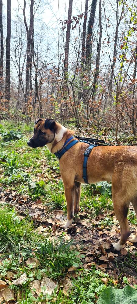 Hundetreffen-Gemeinsames Spazieren gehen-Profilbild