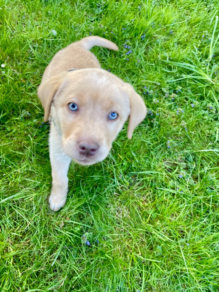 Hundetreffen-Welpentreffen in Bonn Beuel-Profilbild