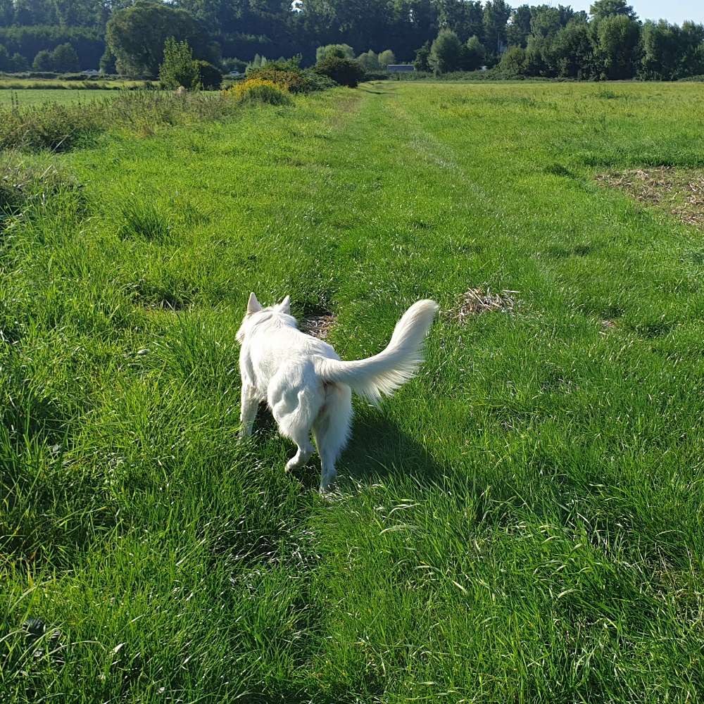 Hundetreffen-Suche Anschluss an Mantrailing Gruppe-Profilbild