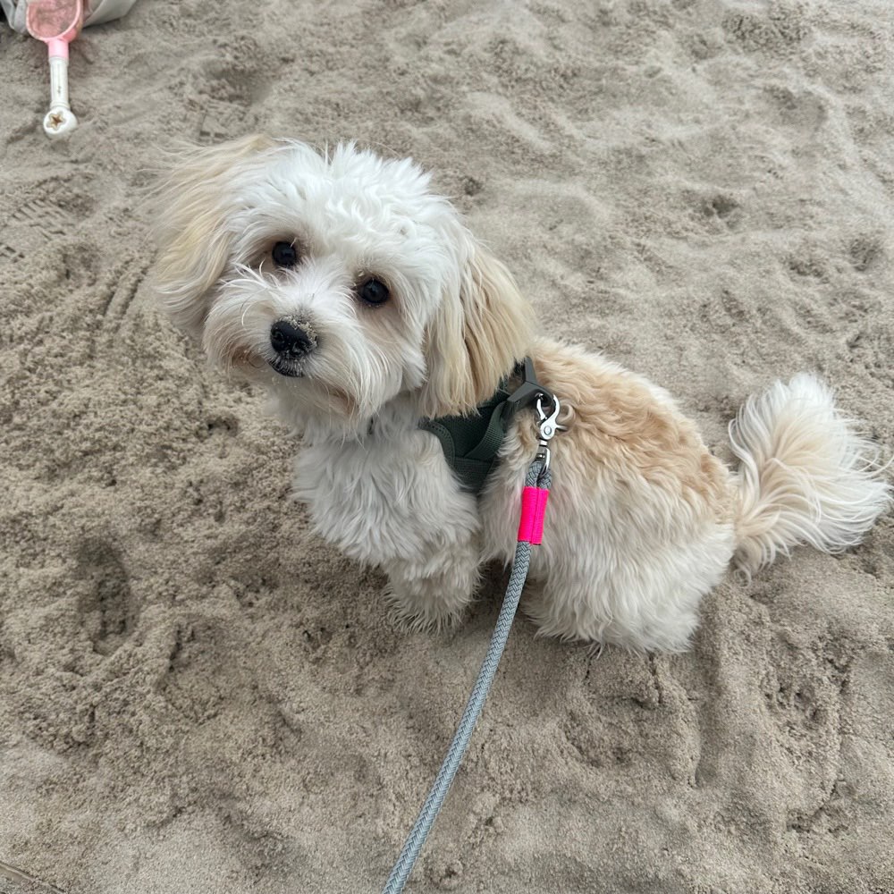 Hundetreffen-Zusammen Gassi gehen-Profilbild