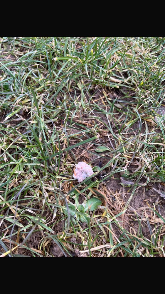 Giftköder-Vielleicht Giftköder-Profilbild