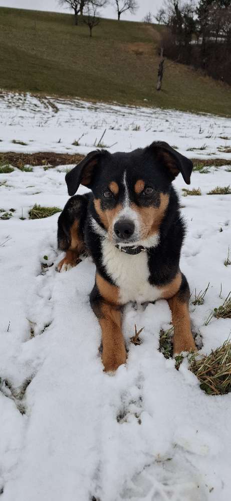 Hundetreffen-Gemeinsame Spaziergänge oder Wanderungen-Profilbild