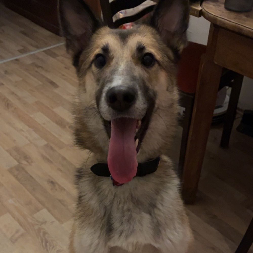 Hundetreffen-Charlie sucht mehr Fellfreunde-Profilbild